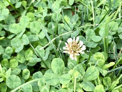 Trifolium repens