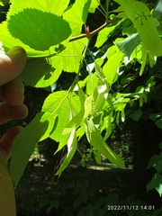 Tilia × europaea