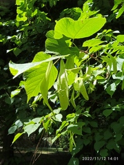 Tilia × europaea
