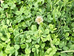 Trifolium repens