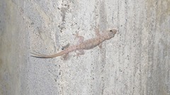 Hemidactylus brookii