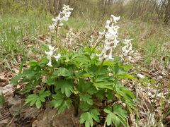 Corydalis cava