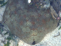 Culcita novaeguineae