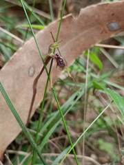 Chiloglottis diphylla
