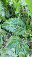 Beta vulgaris
