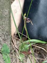 Chiloglottis diphylla