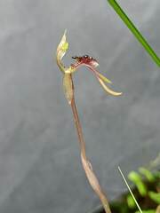 Chiloglottis diphylla