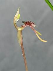 Chiloglottis diphylla