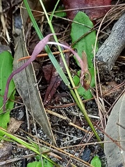 Chiloglottis diphylla