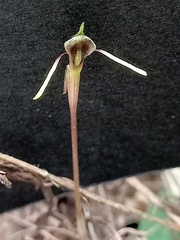 Chiloglottis diphylla