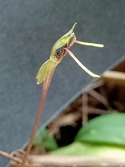 Chiloglottis diphylla