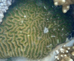Lobophyllia