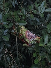 Oecophylla smaragdina