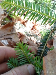 Abies pinsapo