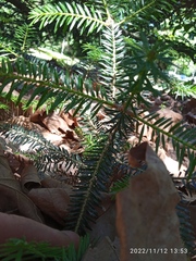 Abies pinsapo