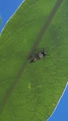 Philenora aspectalella