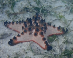 Protoreaster nodosus