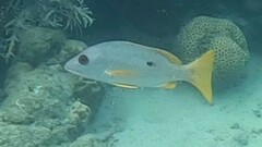 Lutjanus monostigma