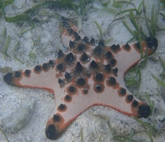 Protoreaster nodosus