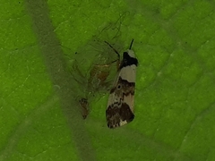 Philenora aspectalella