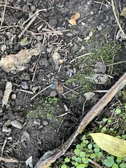 Fissidens bryoides