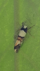 Philenora aspectalella