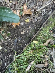 Fissidens bryoides