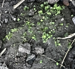Fissidens bryoides