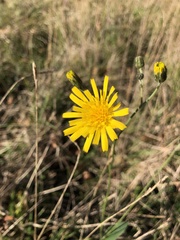 Hieracium sabaudum