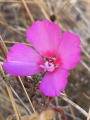 Clarkia rubicunda