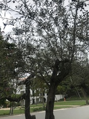 Olea