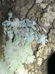 Parmotrema crinitum