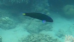 Thalassoma lunare