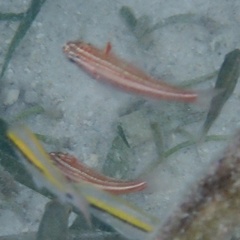 Helcogramma