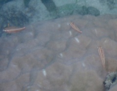Helcogramma