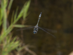 Zygonyx natalensis