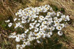 Helichrysum citrispinum