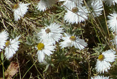 Helichrysum citrispinum