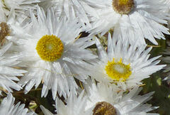 Helichrysum citrispinum