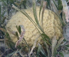 Porites