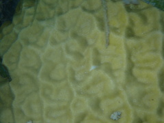 Porites