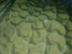 Porites