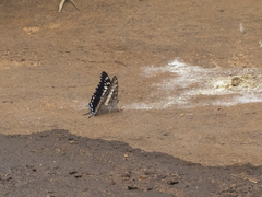 Charaxes achaemenes