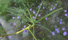 Ipomoea ternifolia leptotoma