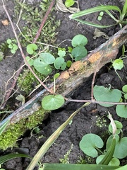 Dichondra carolinensis