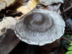 Tephrocybe rancida