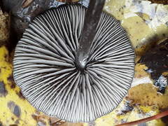 Tephrocybe rancida