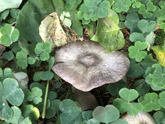 Agaricus deardorffensis