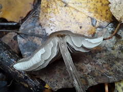 Tephrocybe rancida