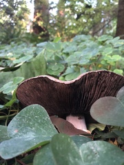 Agaricus deardorffensis